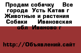Продам собачку  - Все города, Усть-Катав г. Животные и растения » Собаки   . Ивановская обл.,Иваново г.
